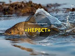 Специальное комплексное мероприятие "НЕРЕСТ" Специальное комплексное мероприятие "НЕРЕСТ"